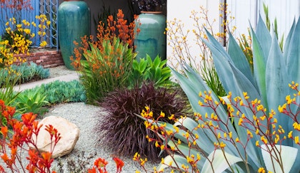 Mediterranean inspired garden with Kangaroo Paw,  Blue Chalk succulents, Agave, ornamental grass and two tall blue pots in the background