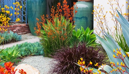 Mediterranean inspired garden with Kangaroo Paw,  Blue Chalk succulents, Agave and ornamental grass