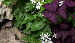 Oxalis and Shamrock Plants