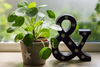 Houseplant - Potted Chinese Money Plant on window sill next to decorative ampersand