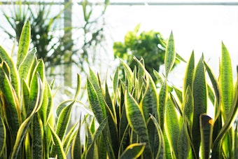 Sansevieria (Snake Plant) Closeup with other houseplants blurred in the background