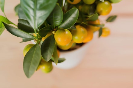 Closeup of potted dwarf citrus tree