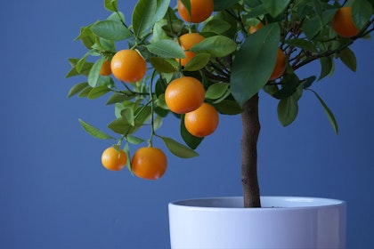Dwarf citrus tree in white pot against blue wall