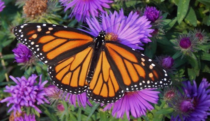 Purple Aster perennial flowers with a monarch butterfly sitting on top