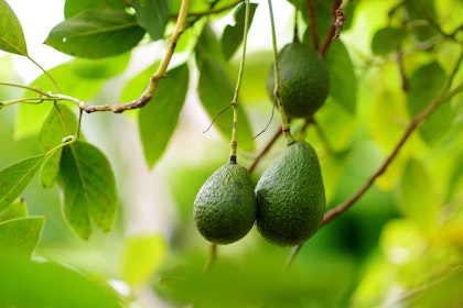 Avocados growing on a tree.