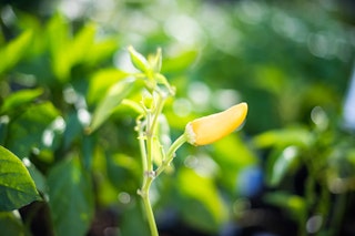 Hot Hungarian Wax Pepper Close up of hot hungarian wax pepper