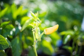 Close up of hot hungarian wax pepper