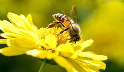 Pollinator bee sitting on yellow daisy