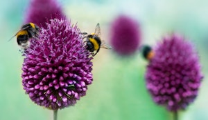 multiple bees gathering nectar from purple flowers