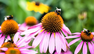bees sitting on echinacea or coneflower