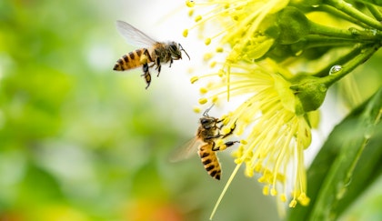 Two pollinator bees flying around a yellow flowers