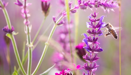 Bee flying around lavender