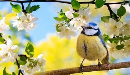 Blue bird on blooming cherry tree branch