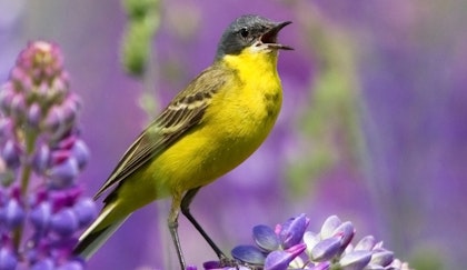 Yellow bird standing near purple lupine