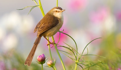 Bird sitting on flower stem