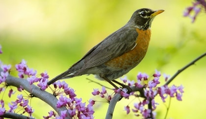 robbin on a flower tree