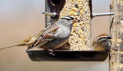 Two birds sitting on a bird feeder full of bird seed