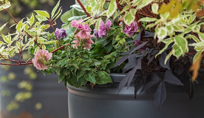 Container garden with perennials and shrubs
