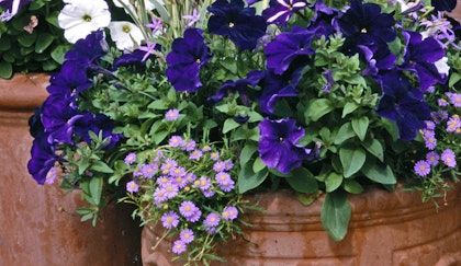 Container garden with a mix of light and dark purple flowers