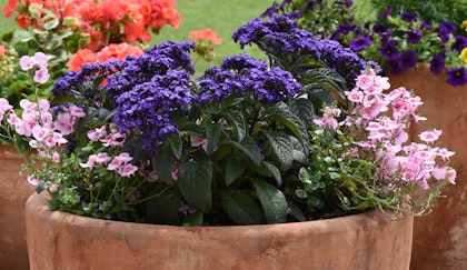 3 different container gardens with different perennials mixed in