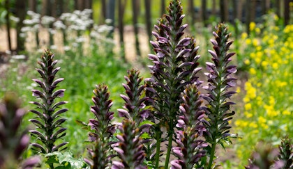 Acanthus - Bear’s Breeches in the foreground with bright yellow and white flowers blurred in the background