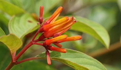 Hamelia Lime Sizzler Firebush shrub 