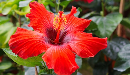 Red hibiscus