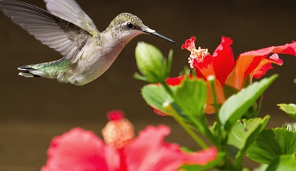 Hummingbird feeding from a hibiscus flower