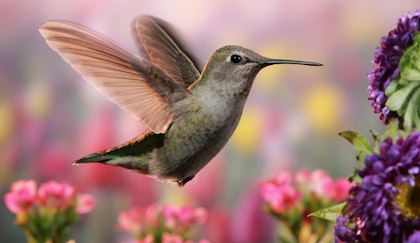 Hummingbird flying near purple flowers with pink flowers in the background