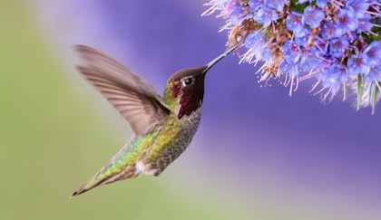 Hummingbird feeding from a wild lilac - California Native