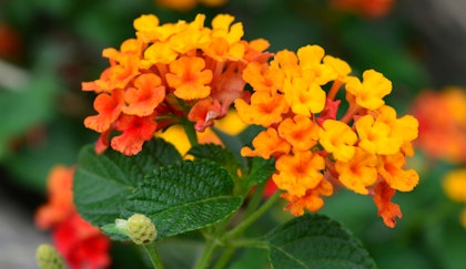 Bright orange lantana