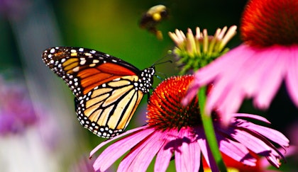 Monarch Butterfly and Bee on a Cone Flower