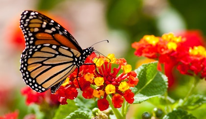 Monarch Butterfly on red and yellow lantana