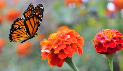 Monarch Butterfly flying near marigold
