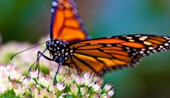 Monarch Butterfly on milkweed