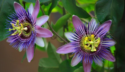 Passion Flowers