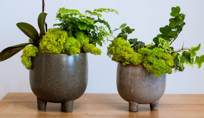 Two potted houseplants, one an ivy and one an orchid and fern, trimmed with moss