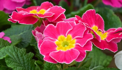 Bright pink primrose with a yellow center