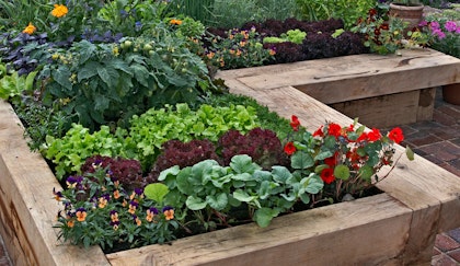 Raised bed gardening with edible plants and flowers