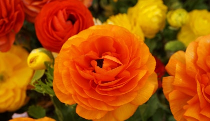 Bright orange and yellow ranunculus