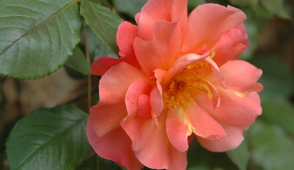 Close up of a coral colored rose