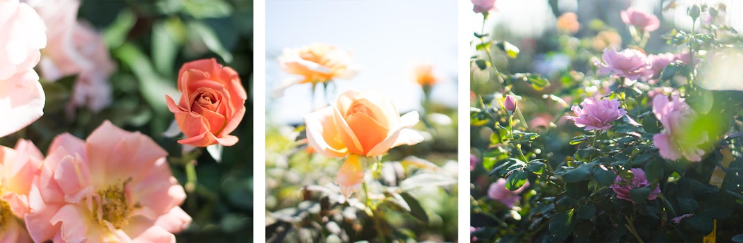 3 Photo of different color roses - orange, yellow and purple