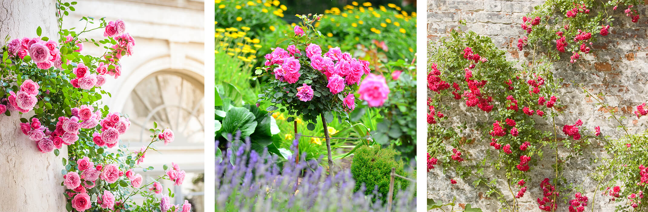 3 Photos of roses: climbing pink roses on column, a small round-topped pink rose tree in the garden, and red climbing roses on an old wall