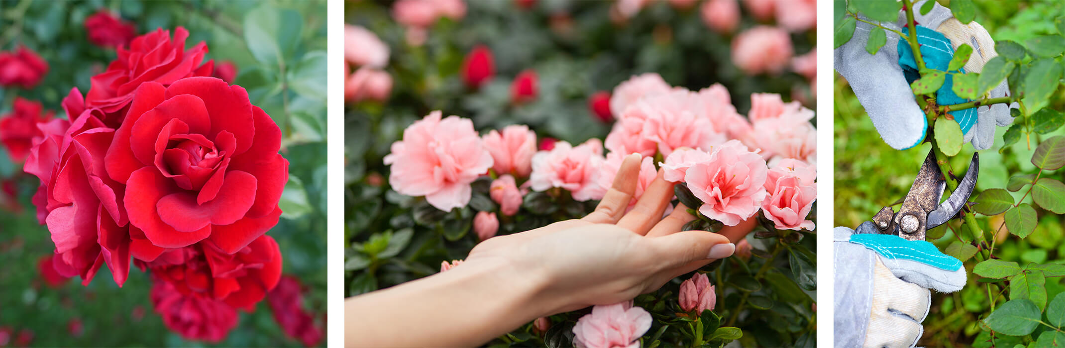 Rose Care & Accessories 3 Photos: 1 closeup of red roses in garden, another of a woman cupping pink roses on a rose bush in her hand, and anotehr of someone pruning a rose bush wearing gloves
