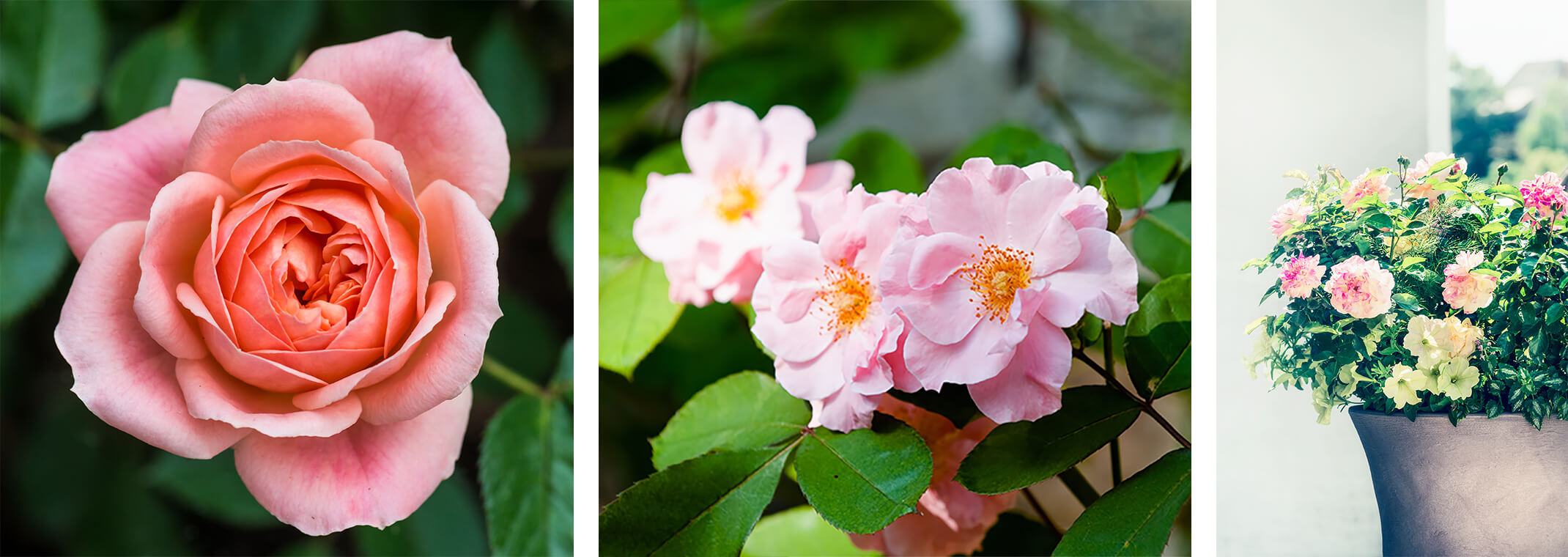 3 Photos of Roses: 1 a closeup of a pink rose, another 3 pink roses of a different variety in the garden, and a third photo of pink and yellow roses growing outside in a pot