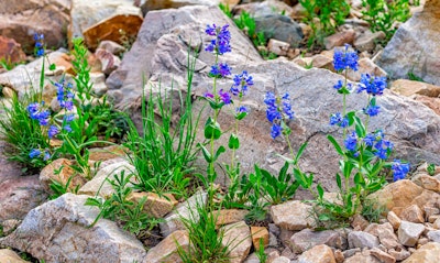 Penstemon eatonii, heterophyllus California Native