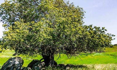 Coast Live Oak Quercus agrifolia California Native tree