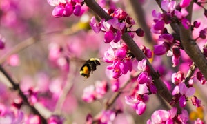 western redbud tree