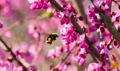 Western Redbud Cercis occidentalis California Native tree