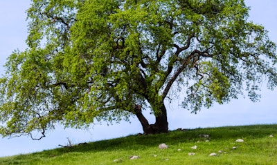 Valley Oak Quercus lobata California Native tree